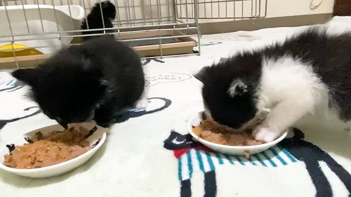 ご飯を食べる子猫