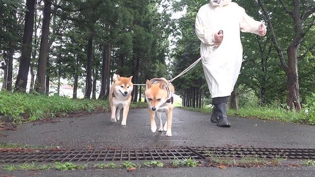 小雨のタイミングを狙って散歩へ！