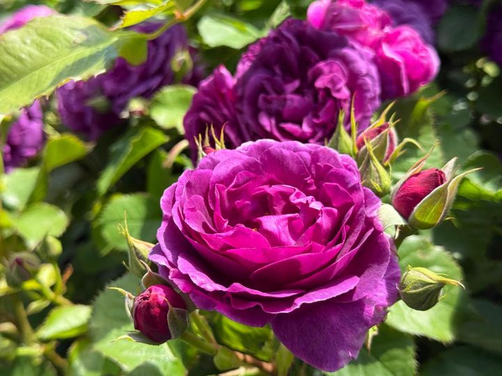 花弁が開いてフェイディング（退色）していくと、外弁が江戸紫のように青みがかる独特の花色のシュラブローズです。