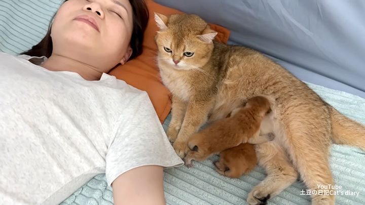 飼い主さんの隣で子育てする母猫
