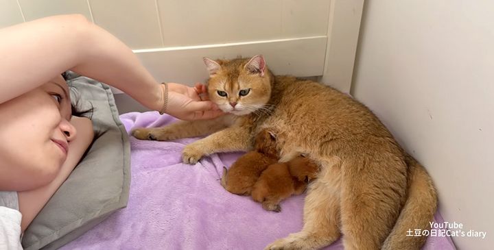 飼い主さんの隣で子育てする母猫