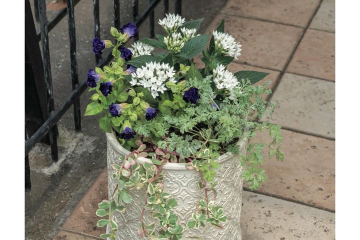猛暑でもきれいが続く【暑さに強い寄せ植え】の作り方と苗選びのコツ