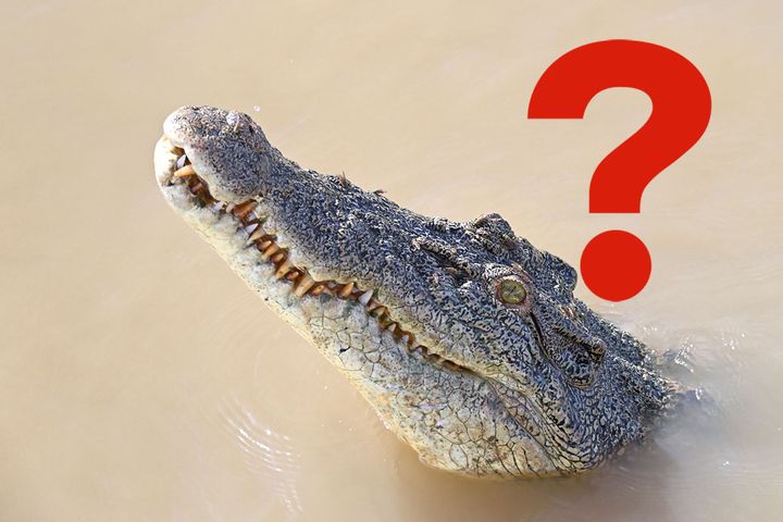 広島の「ワニの刺身」は、は虫類の「ワニ」ではない！？