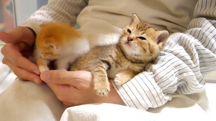 腕の中の子猫達