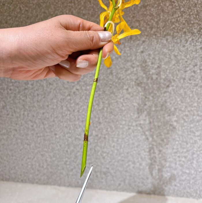 お花を1週間以上長持ちさせる5つのコツ！弱ったお花もシャキッと復活♡お家にあるアイテムも大活躍