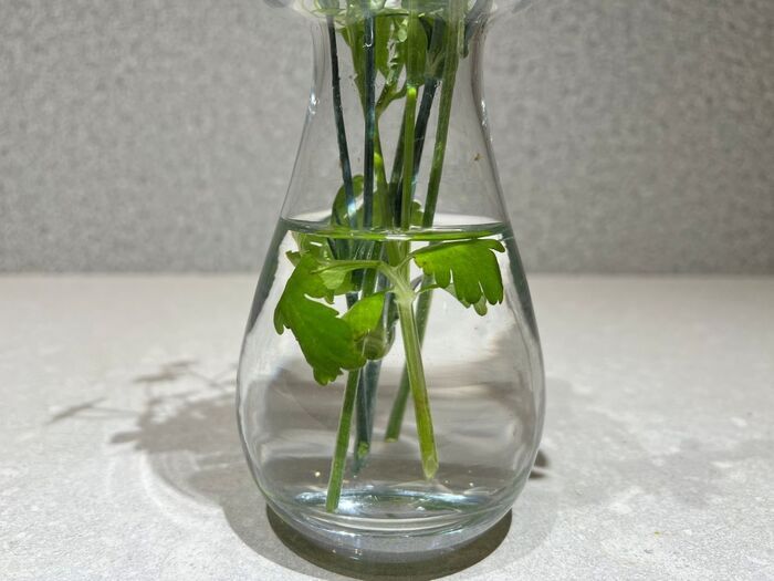 お花を1週間以上長持ちさせる5つのコツ！弱ったお花もシャキッと復活♡お家にあるアイテムも大活躍