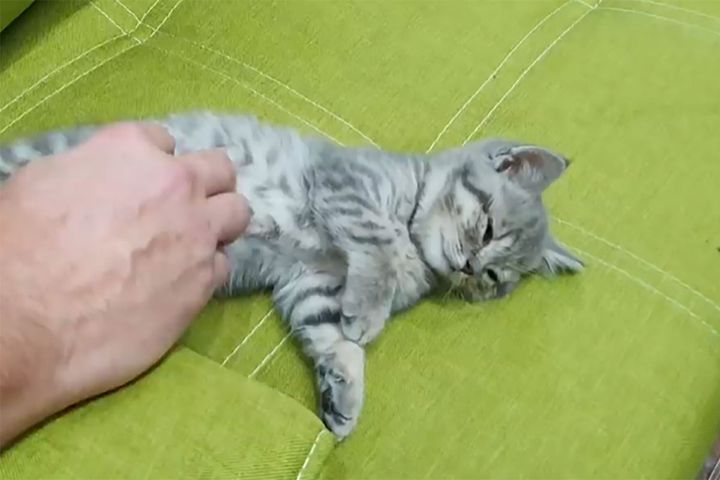 飼い主さんにお腹をなでてもらう手のひらサイズの子猫…愛らしさハンパないのです！