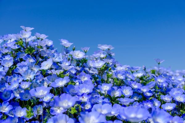 2026年7月★算命学開運術 乙未の月
