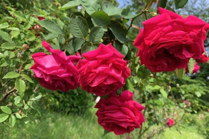 春の神代植物公園で咲いていた赤のオールドローズ。枝がややあばれがちですが、こんな風に花首を下げて咲く姿にモダンローズにはない美を感じます。（筆者撮影）