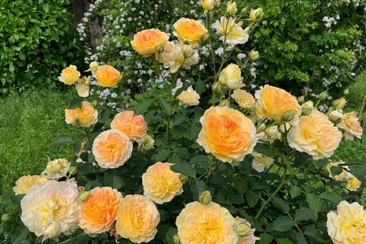 7月のバラ育てですべきこと。ゴマダラカミキリに要注意！