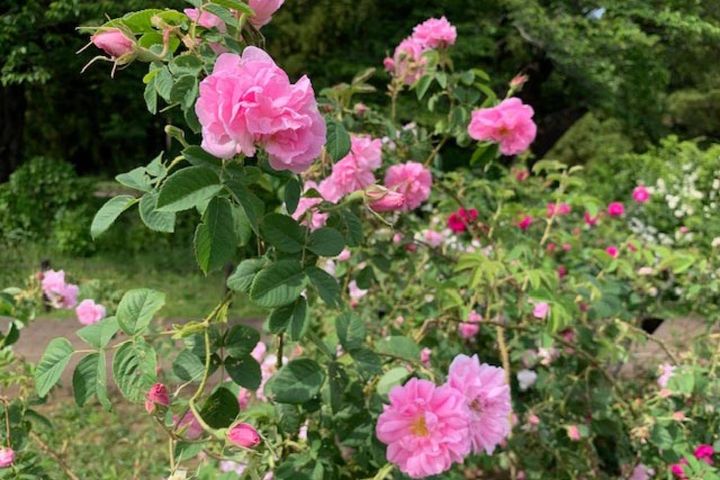 ケンティフォリア系のオールドローズが咲くガーデン。花弁数が多く、明るいピンクの花が明緑色の葉と調和しています。濃厚なダマスクの香り。（筆者撮影）