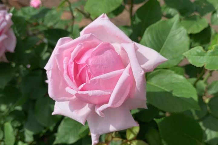 モダンローズの第一号としてあまりにも有名な‘ラ・フランス’。剣弁高芯の花形と大輪四季咲き、芳香種として知られます。満開の手前もまた美しい。（筆者撮影）