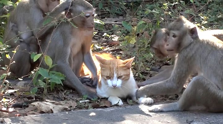 サルと一緒に暮らす猫