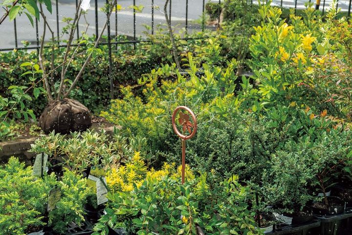 植物を枯らさない【夏の水やり】のコツとは？ 鉢植えは朝にたっぷり、花壇は15分ほどかけてじっくりと