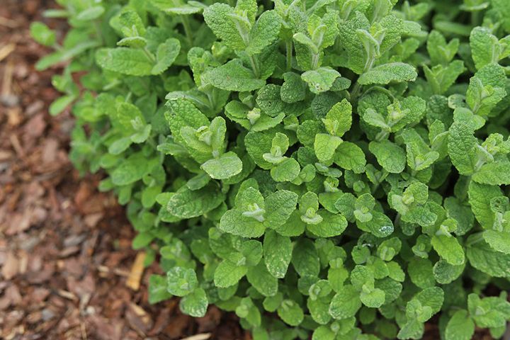 アップルミント Mentha suaveolens