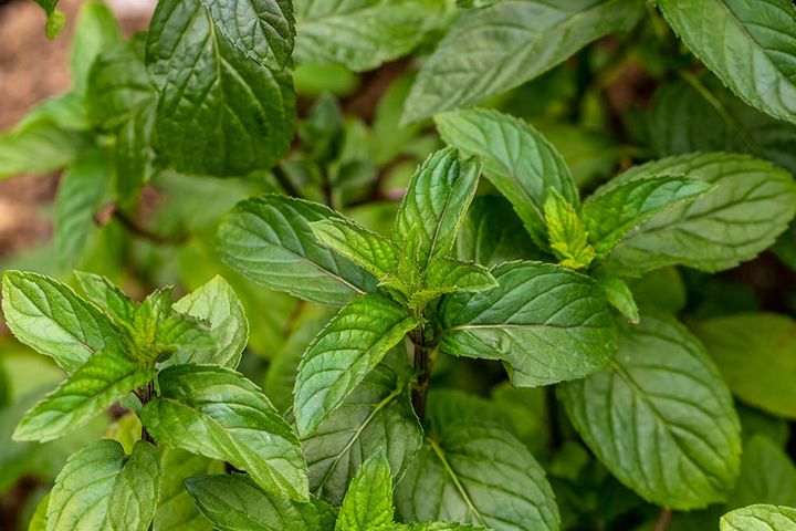 ミントの仲間 ペパーミント Mentha x piperita 