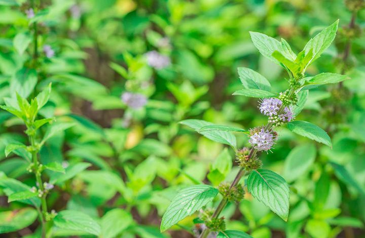 ペニーロイヤル Mentha pulegium
