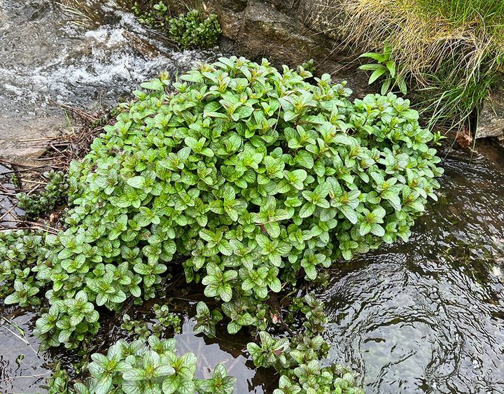 ウォーターミント Mentha aquatica