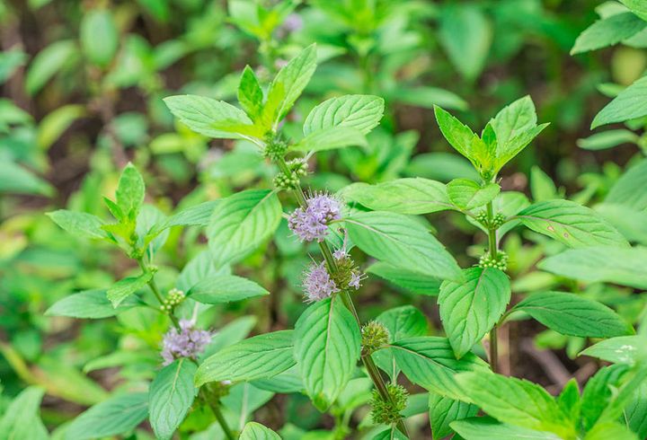 ハッカ Mentha canadensis
