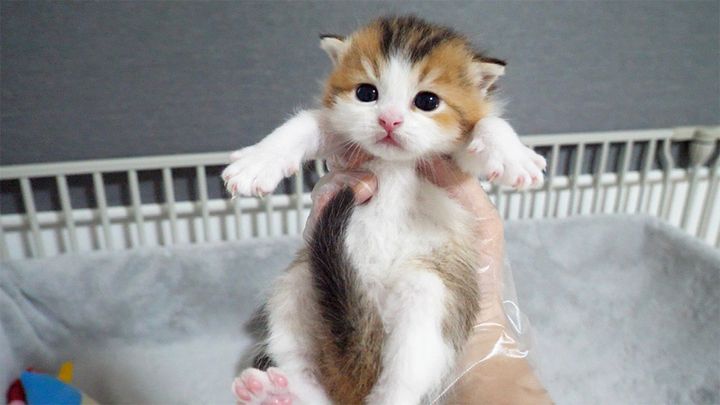 抱っこされる子猫