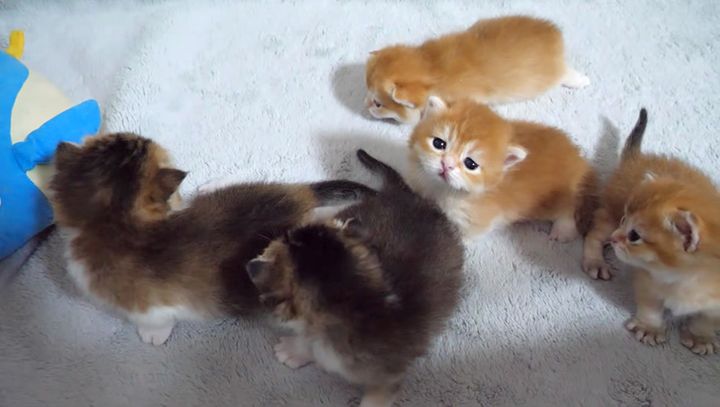 一緒に過ごす子猫達