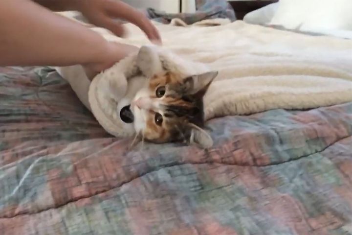毛布グルグル…どんな「キャットブリトー」になるのかな？