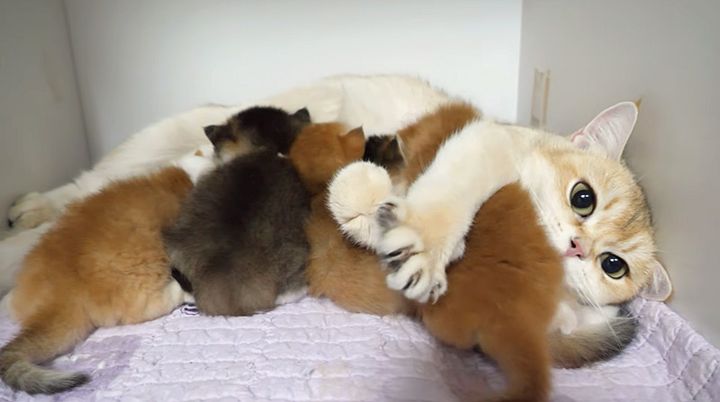 子猫達にミルクを飲ませる母猫