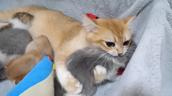 子猫をかまう母猫