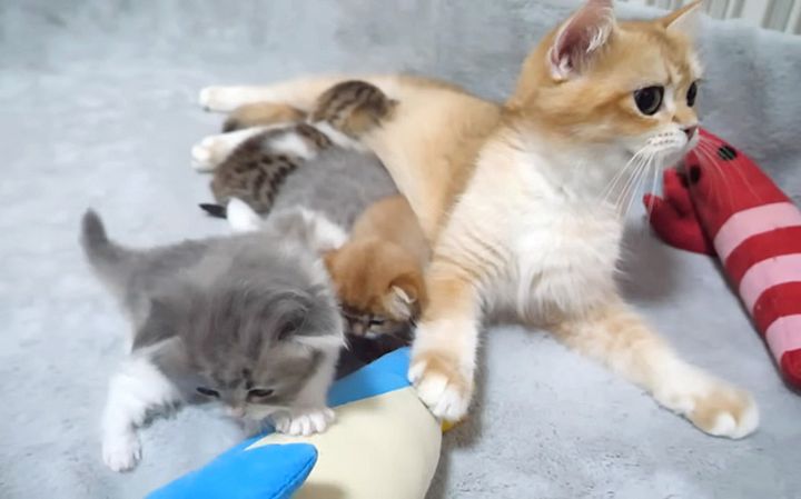 母猫から逃げ出す子猫