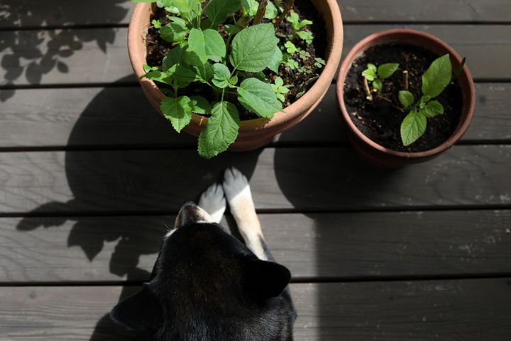 鉢植え