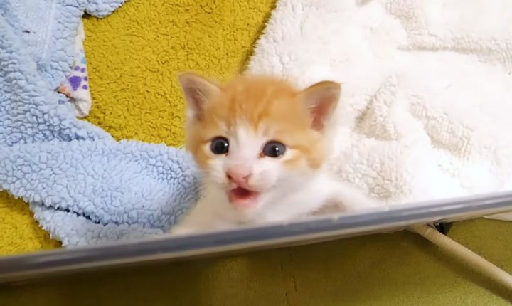 ご飯を催促する子猫