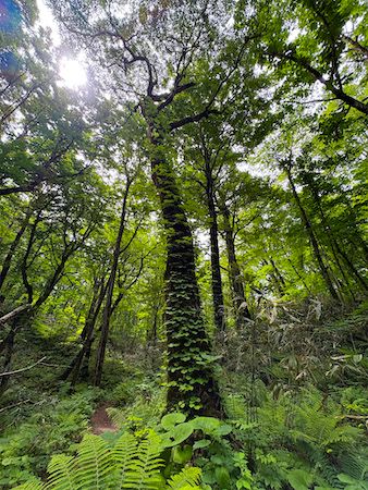 純青森県産の果肉まで赤いりんごの果汁に白神山地の自生植物由来乳酸菌を加えたクラフトアップルドリンク「APPLAB」