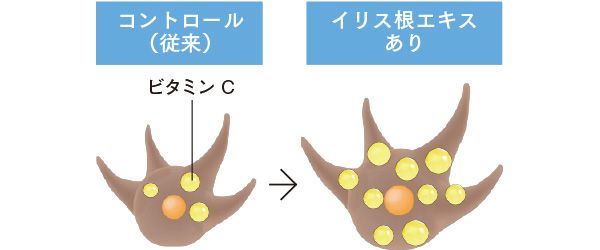 コントロール（従来）ビタミンC → イリス根エキスあり