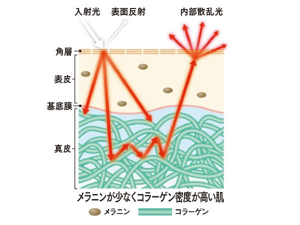 メラニンが少なくコラーゲン密度が高い肌
