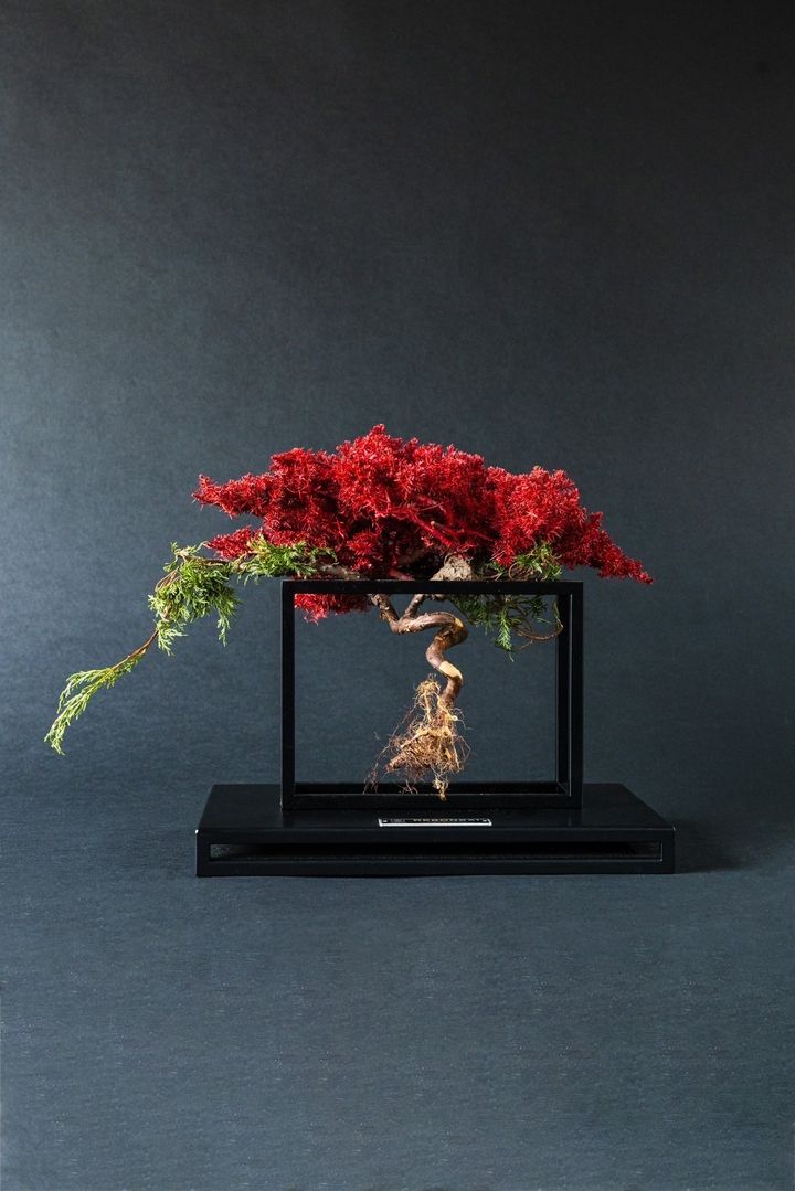 RE BONSAI3