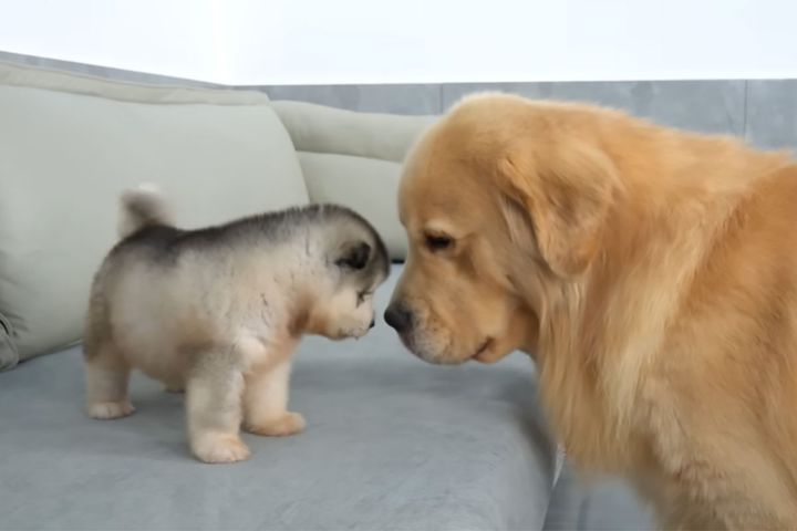 大きなお兄ちゃんを前にしても物怖じしてない！？全力で近づいていく子犬