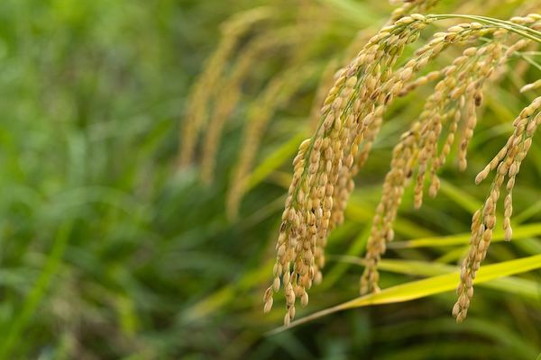 【愛知県愛西市】酒米「山田錦」と食用米「にこまる」で醸した純米大吟醸のセットを公式サイトで販売