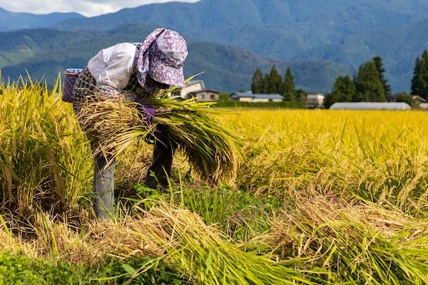【愛知県愛西市】酒米「山田錦」と食用米「にこまる」で醸した純米大吟醸のセットを公式サイトで販売