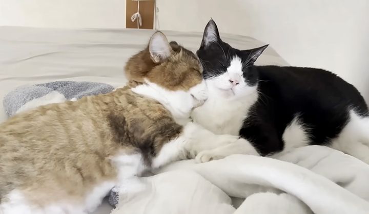 寄り添いながら眠る猫夫婦