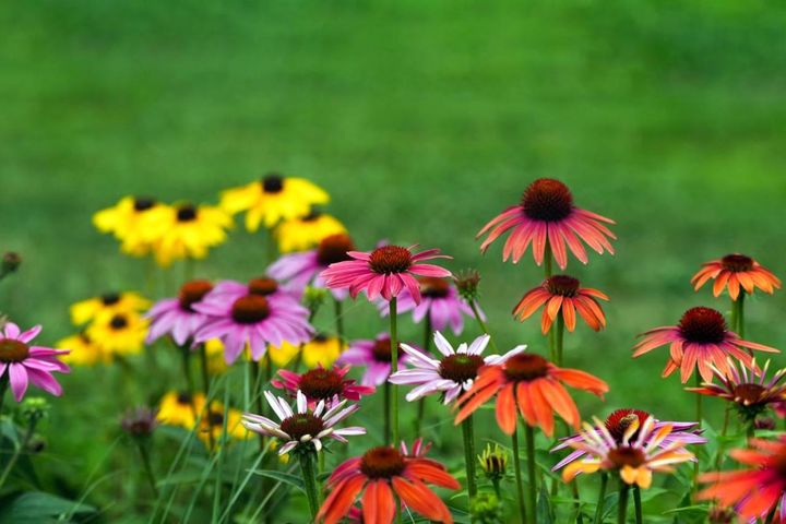 酷暑で花が減る…を解決！暑さ＆乾燥に強い夏花【8選】ガイラルディア、ジニアほか