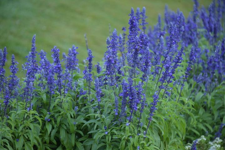 切り戻すとまた開花するサルビア