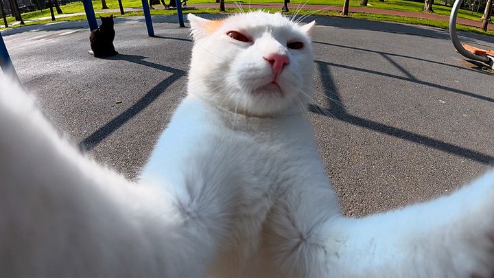 自撮りする猫