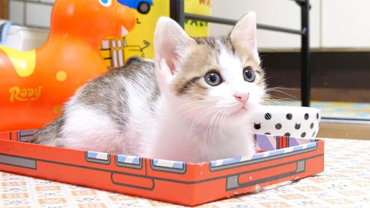 見上げる箱入り子猫