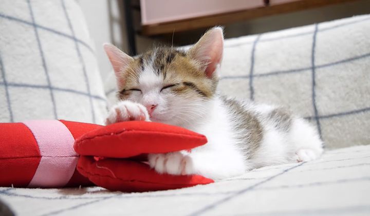 可愛いポーズで眠る子猫