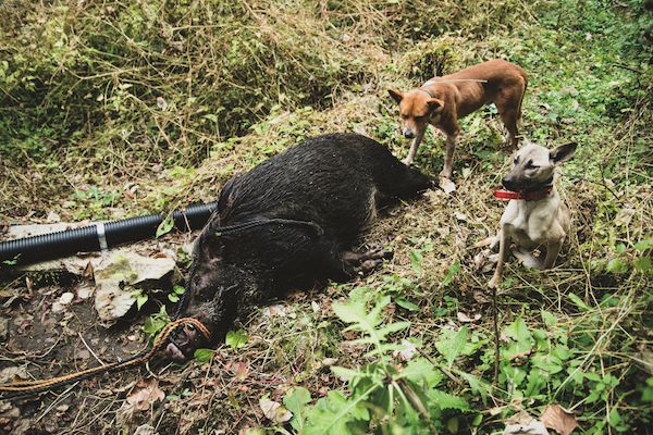 【宮崎県椎葉村】宮崎県椎葉村に里山の恵みをジビエ料理で味わうレストランとスナックがオープン