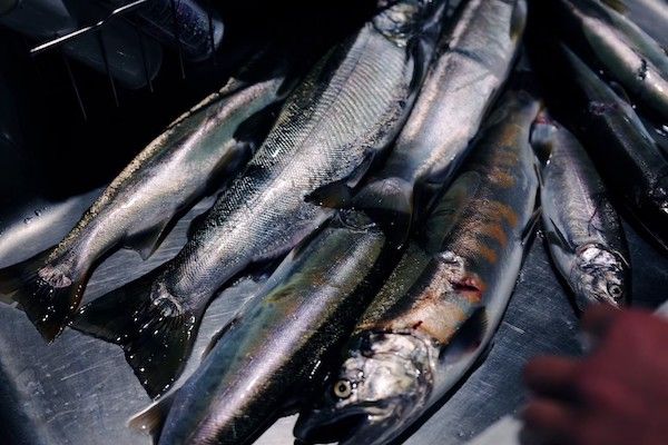 【宮崎県椎葉村】宮崎県椎葉村に里山の恵みをジビエ料理で味わうレストランとスナックがオープン
