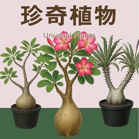 【兵庫県神戸市】爬虫類の体験型展示即売会「コウレプ2026秋」開催！両生類・猛禽類・小動物も大集合