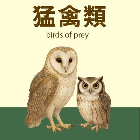 【兵庫県神戸市】爬虫類の体験型展示即売会「コウレプ2026秋」開催！両生類・猛禽類・小動物も大集合