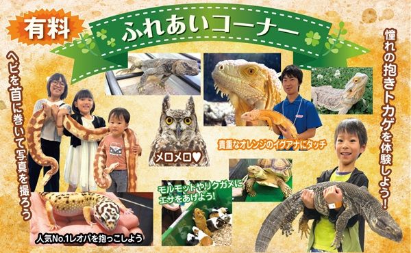【兵庫県神戸市】爬虫類の体験型展示即売会「コウレプ2026秋」開催！両生類・猛禽類・小動物も大集合