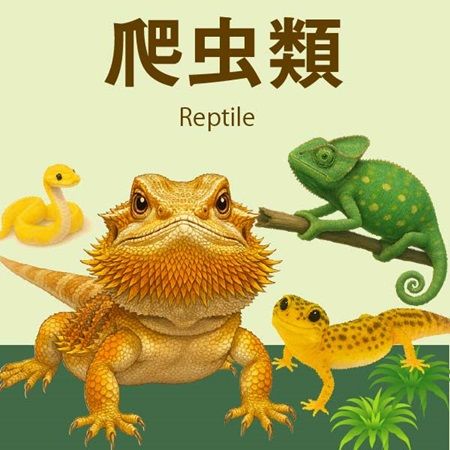 【兵庫県神戸市】爬虫類の体験型展示即売会「コウレプ2026秋」開催！両生類・猛禽類・小動物も大集合